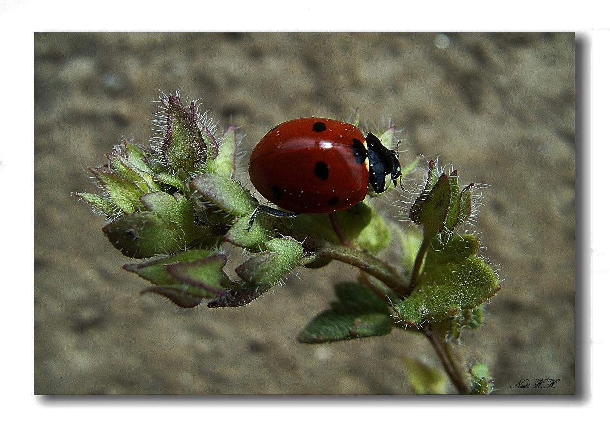 Mariquita