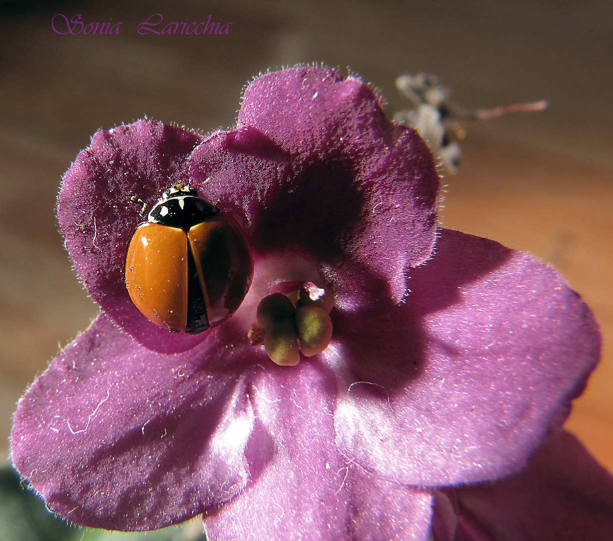 mariquita en la violeta