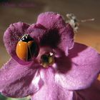 mariquita en la violeta