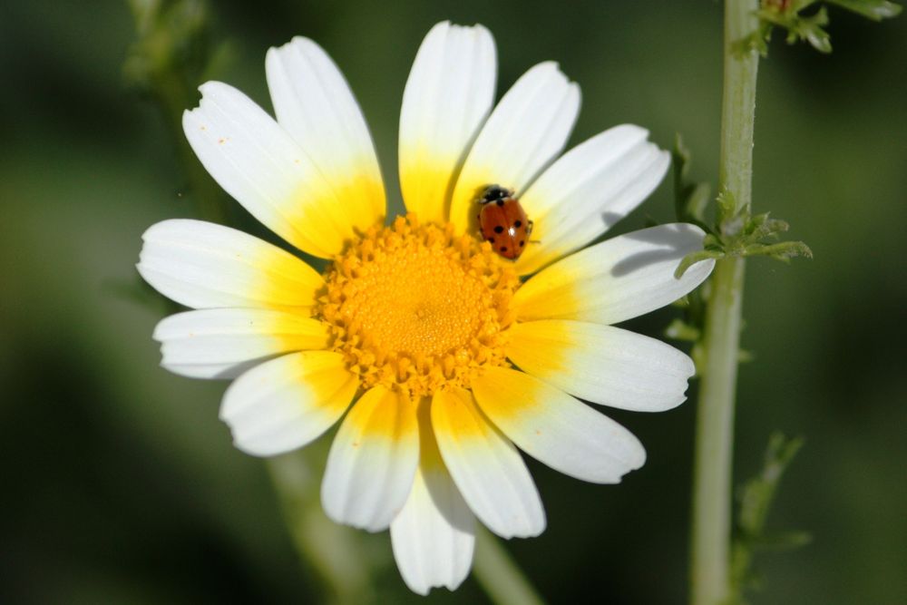 mariquita