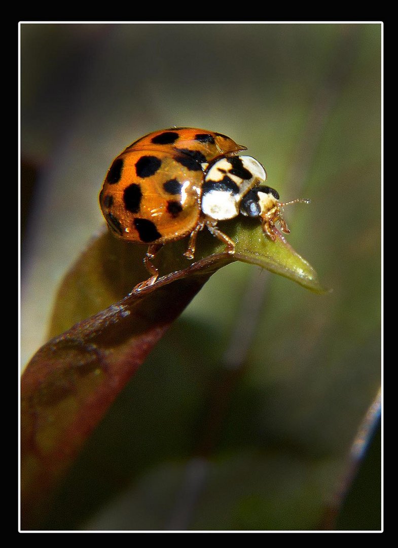 mariquita