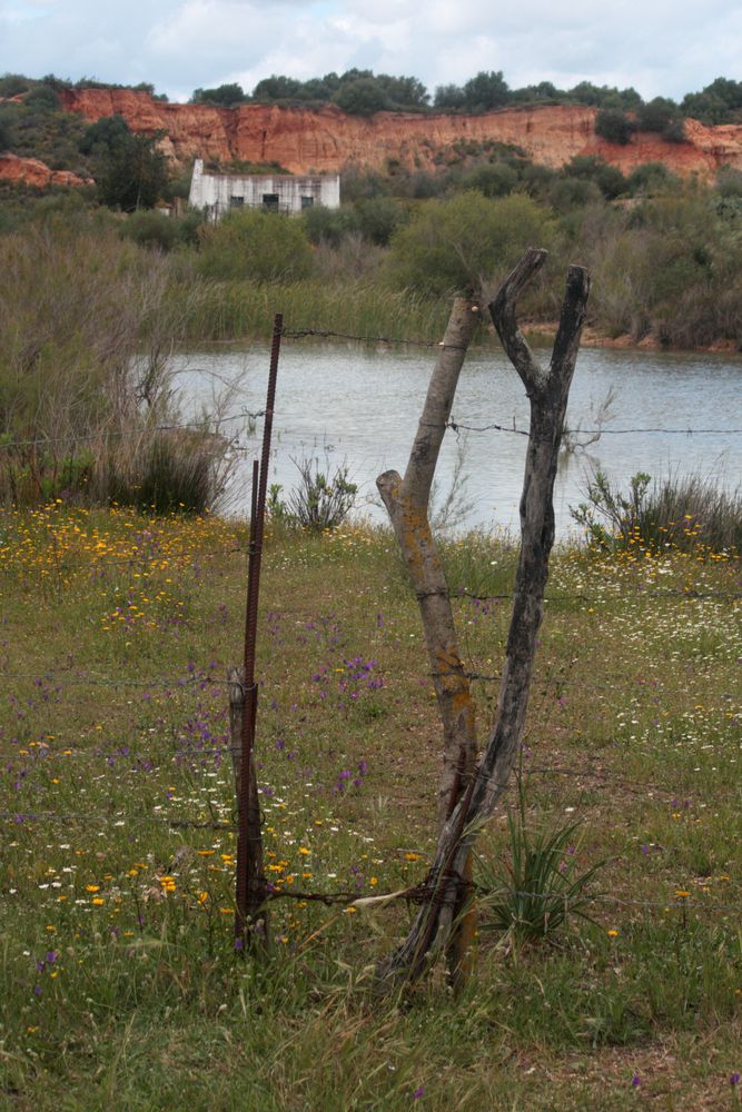 marismas en primavera. 