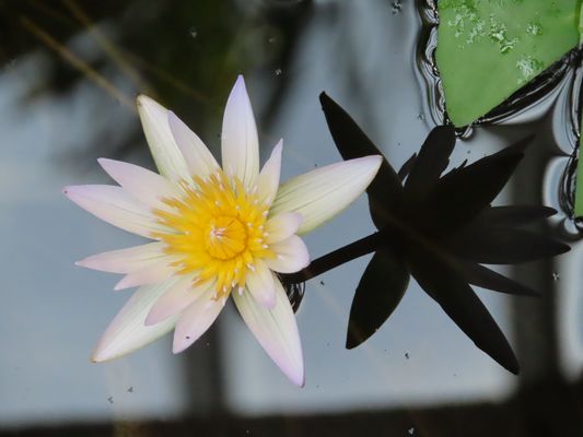 Marita - Blume mit Schatten