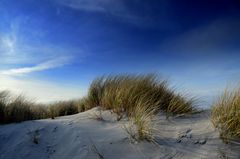 Maritimes- Strandgras  Hiddensee 