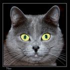 User Profile Photo