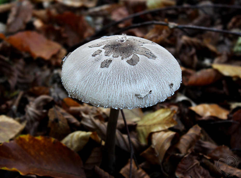 Mark of the Mushroom