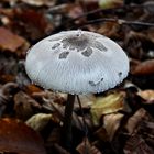 Mark of the Mushroom