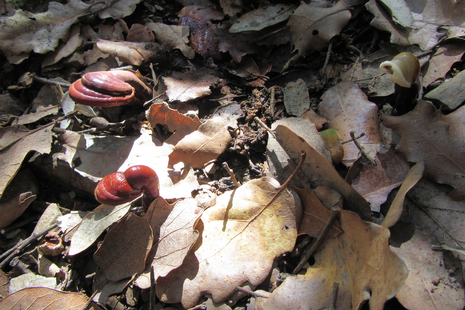 markante Genossen: Glänzender Lackporling (Ganoderma lucidum)