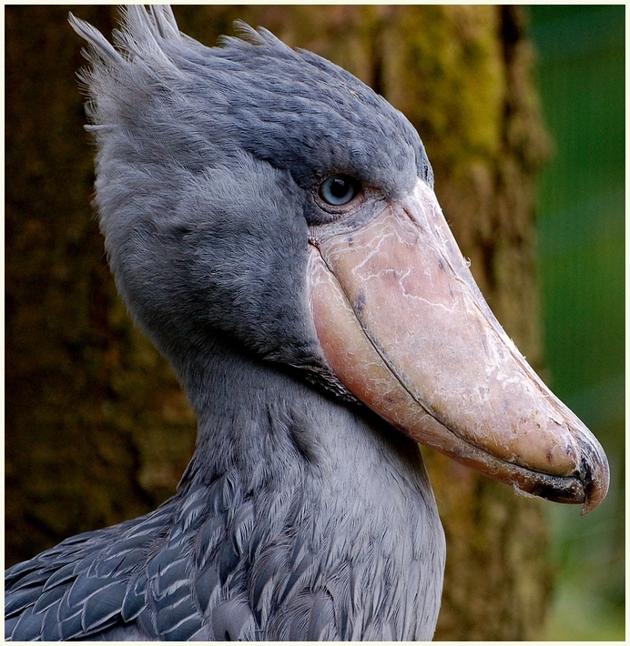 Markante Gesichtszüge ..