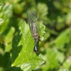 Markante Kamelhalsfliege (Phaeostigma notata) - Weibchen