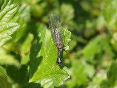 Markante Kamelhalsfliege (Phaeostigma notata) - Weibchen