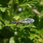 Markante Kamelhalsfliege (Phaeostigma notata) - Weibchen