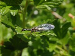 Markante Kamelhalsfliege (Phaeostigma notata) - Weibchen