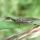 Markante Kamelhalsfliege (Phaeostigma notata) - Weibchen