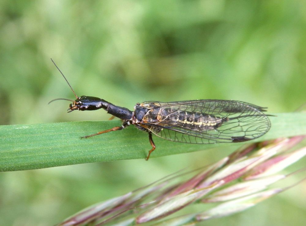 Markante Kamelhalsfliege (Phaeostigma notata) - Weibchen