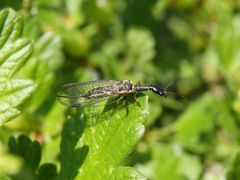 Markante Kamelhalsfliege (Phaeostigma notata) - Weibchen