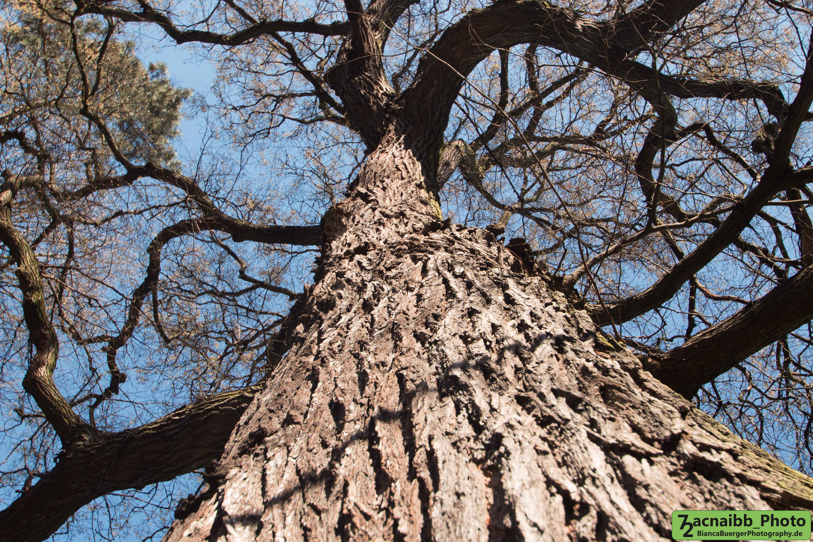 markanter Baum