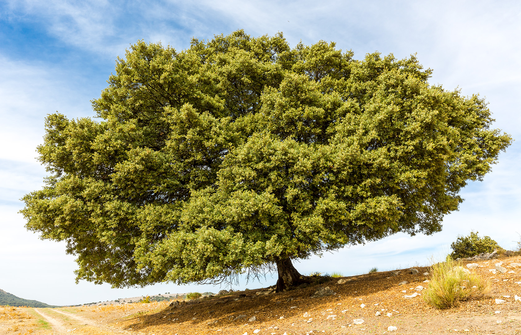 Markanter Baum