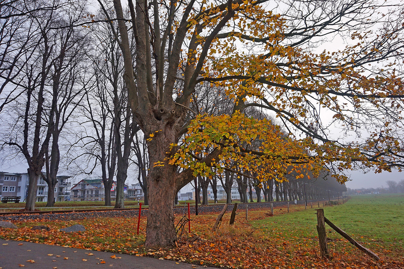 Markanter Baum