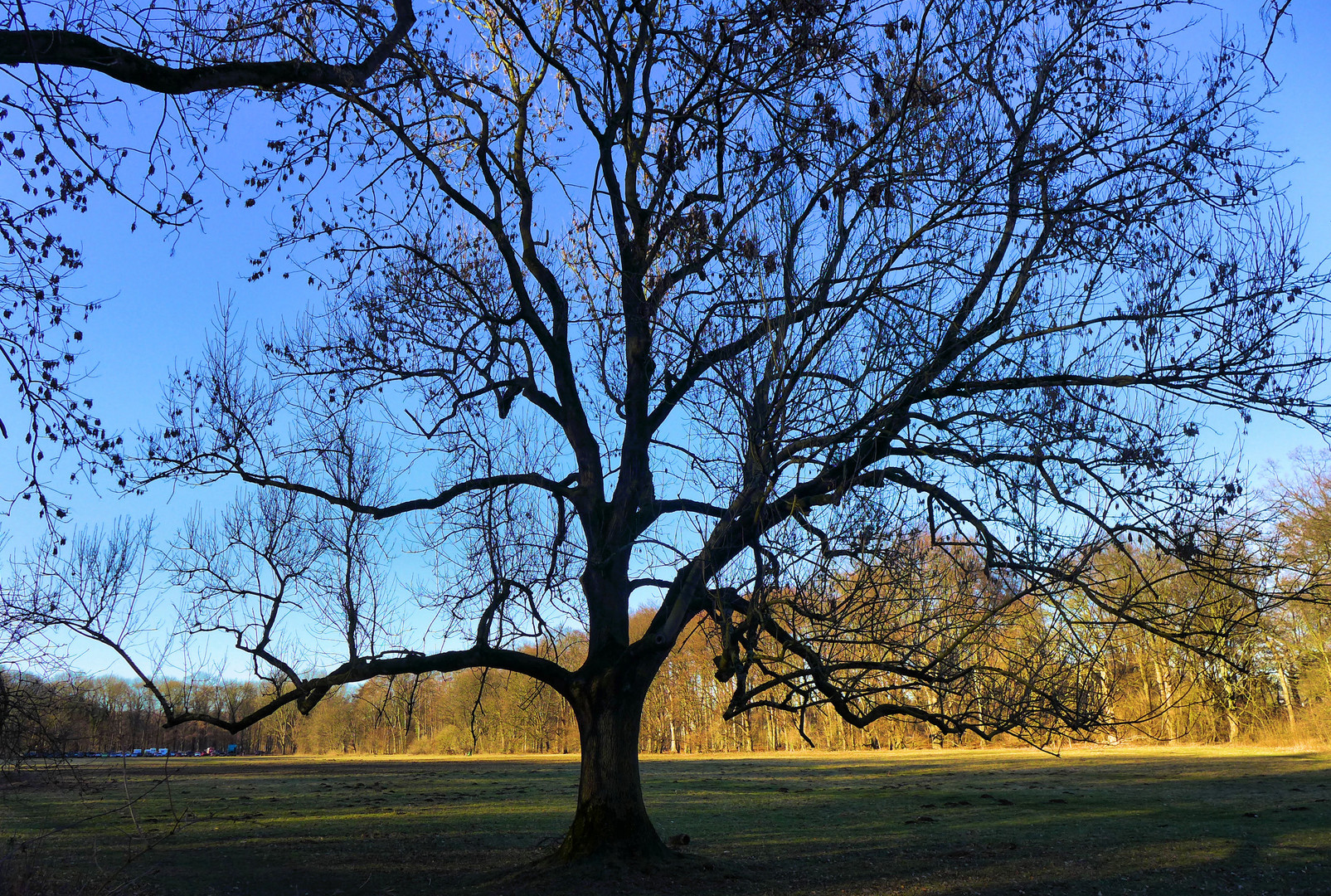 Markanter Baum im Februar