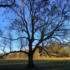 Markanter Baum im Februar