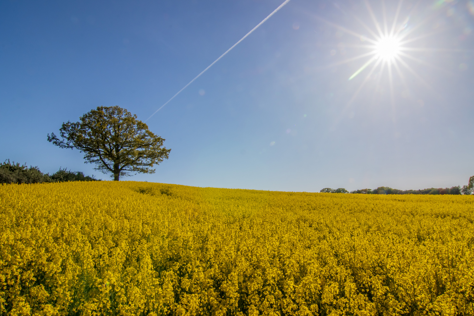 Markanter Baum im Rapsfeld