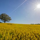 Markanter Baum im Rapsfeld