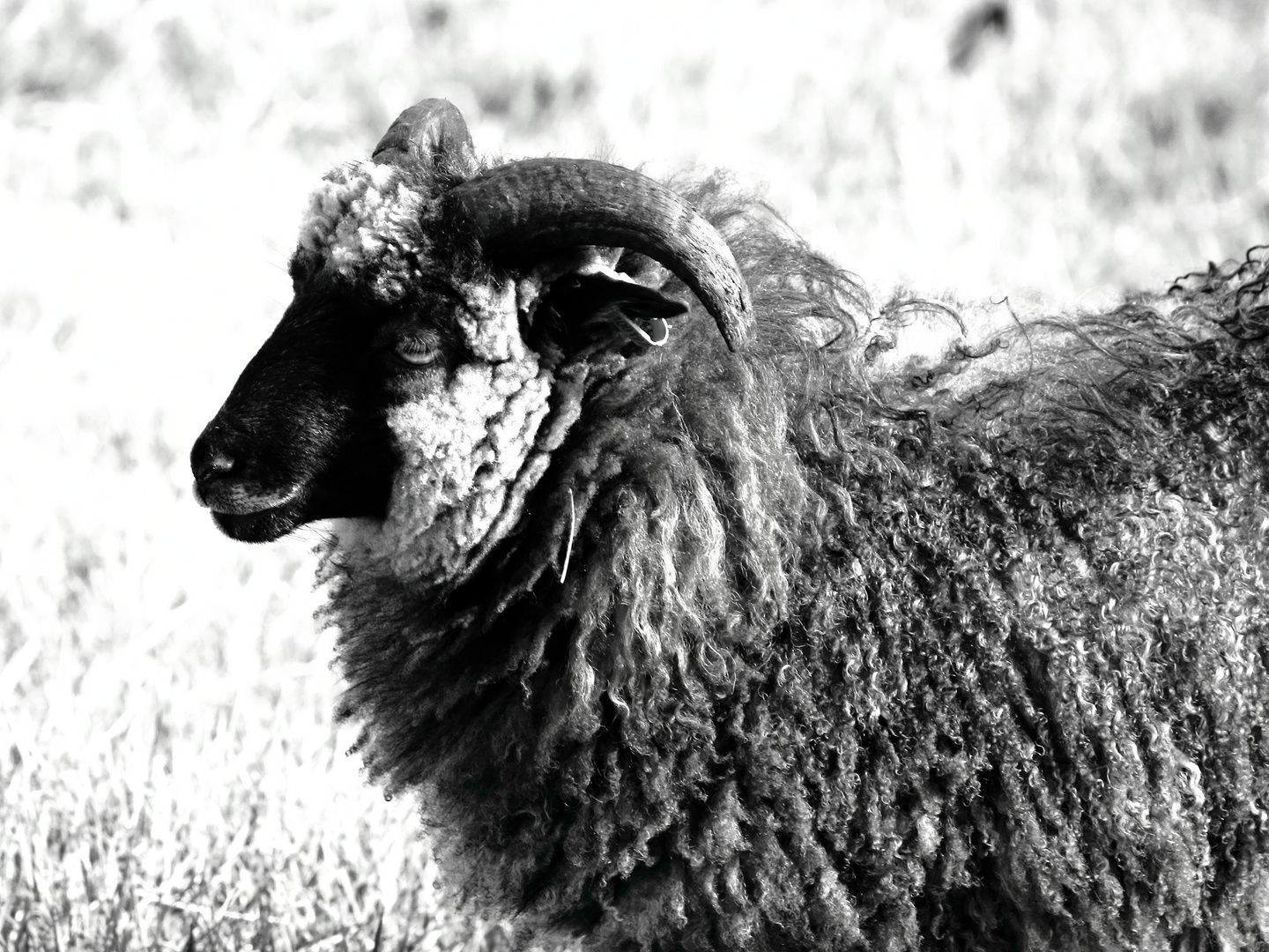 Marken sheep