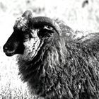 Marken sheep