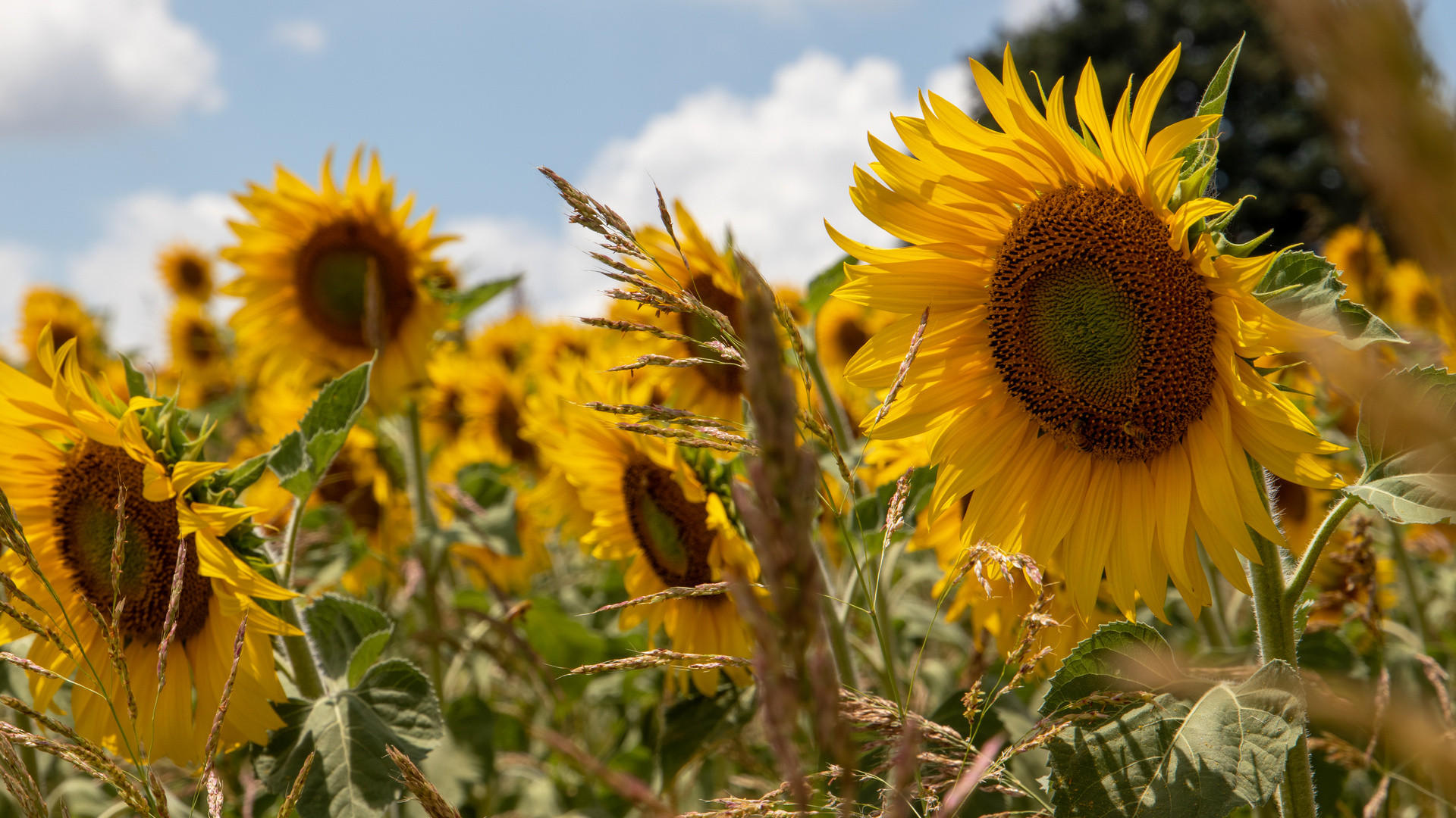 Marken: Sonnenblumen (Juli 2020)