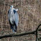 Markenzeichen - "graue Feder"  .....