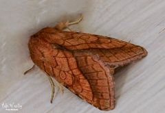 Markeule - Hydraecia micacea (danke @Peter Butterfly)