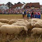 Markgröningen Schäferlauf