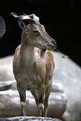 Markhor - der Blumenfreund