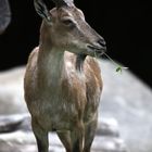 Markhor - der Blumenfreund