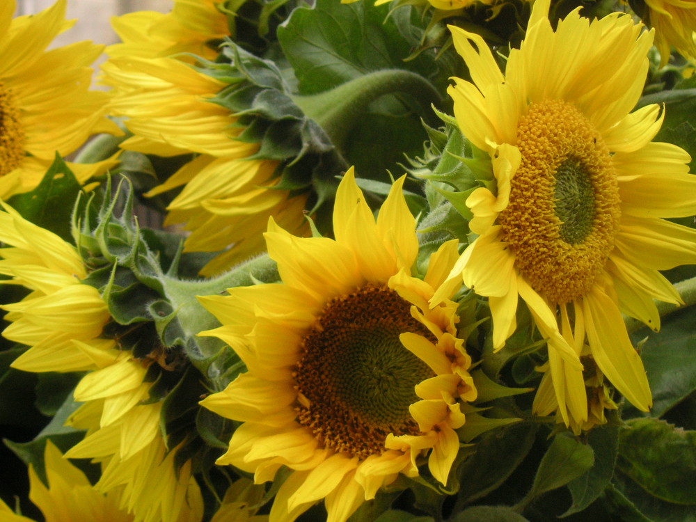 markt blume - Grenoble