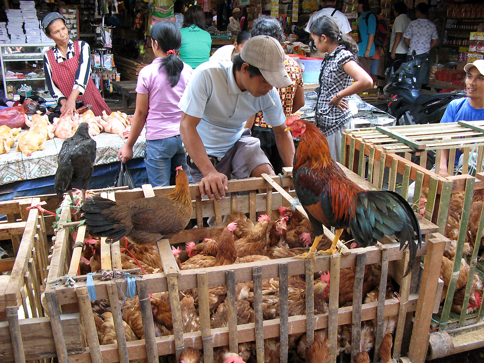 Markt im Toraja Land