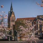 Marktkirche im Frühling