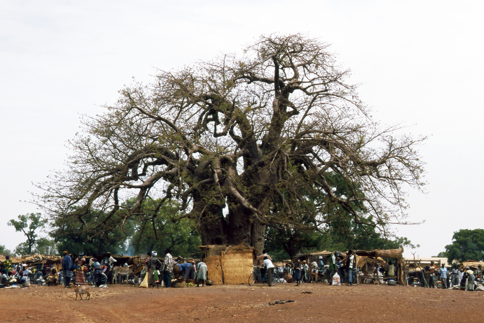 Markttag unter'm Baobob-Baum