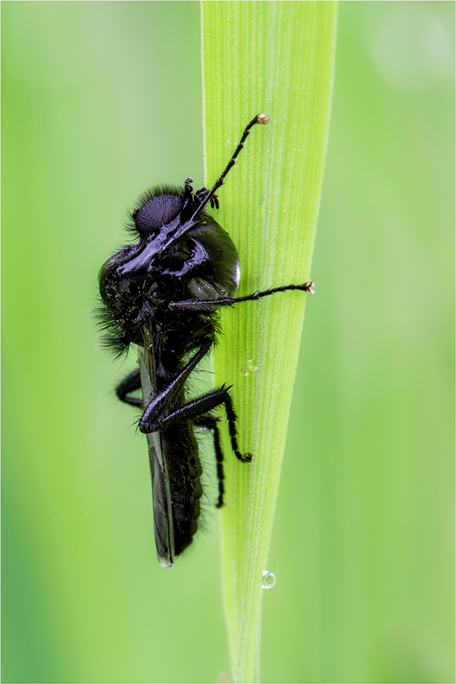 Markusfliege (Bibio marci); Männchen