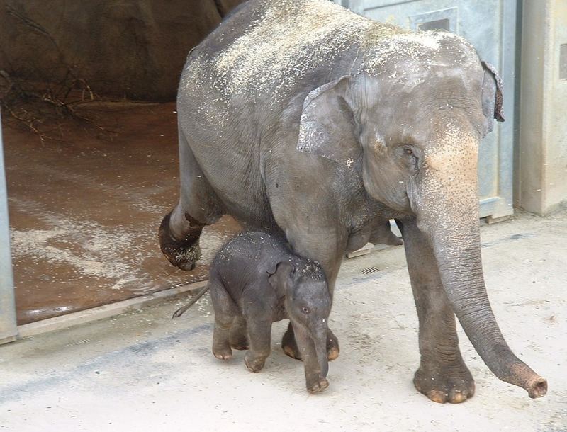 Marla, das erste Elefantenbaby des Kölner Zoos