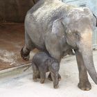 Marla, das erste Elefantenbaby des Kölner Zoos