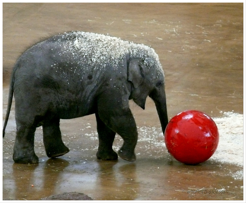 Marla erhält den großen roten Ball zur Ablenkung