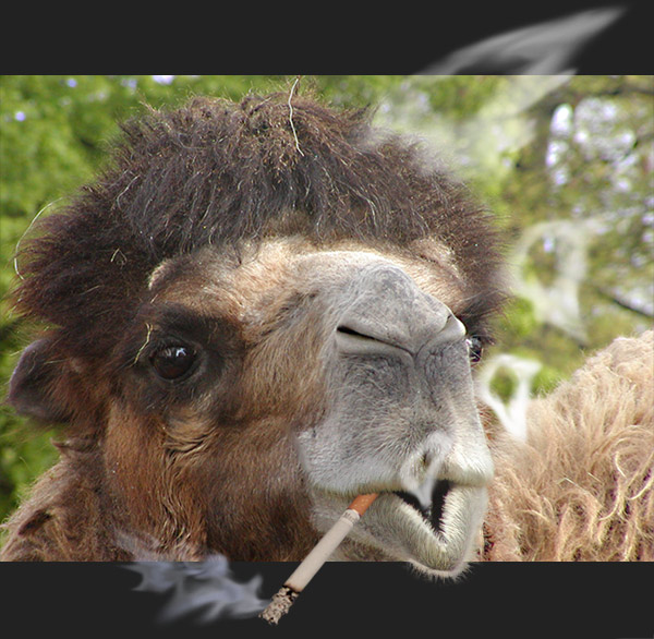 ## Marlboro Light´s smoked by Camel 2 ##