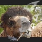 ## Marlboro Light´s smoked by Camel 2 ##