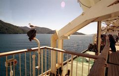 Marlborough Sounds 1