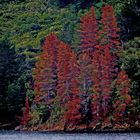 Marlborough Sounds