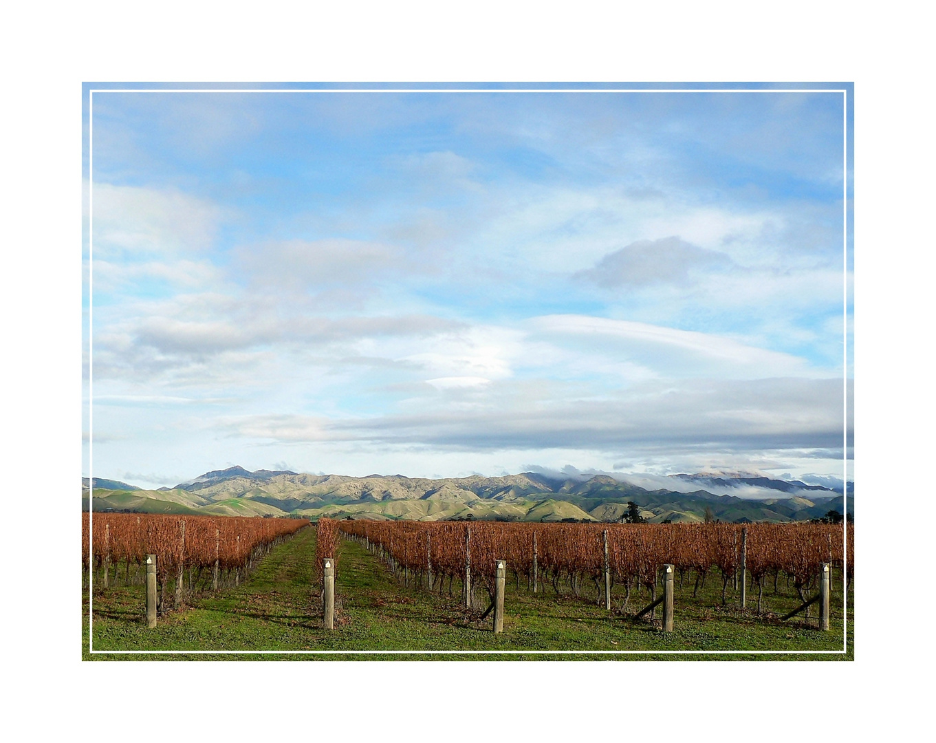 Marlborough Wine Region