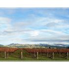 Marlborough Wine Region