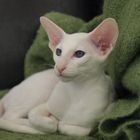 Marlene, alias Cassiopeia von Kawesico, Foreign White